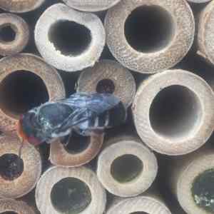 insect hotel